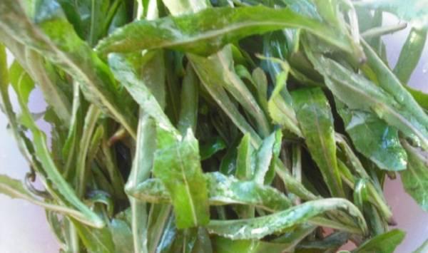 曲麻菜的种植技术要点