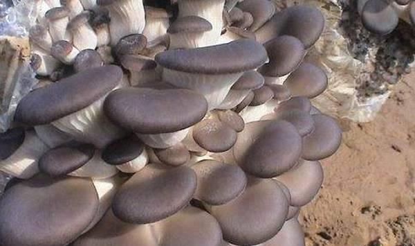 平菇的人工栽培方法和要点