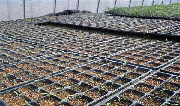 秋大白菜的穴盘育苗栽培技术相关事宜