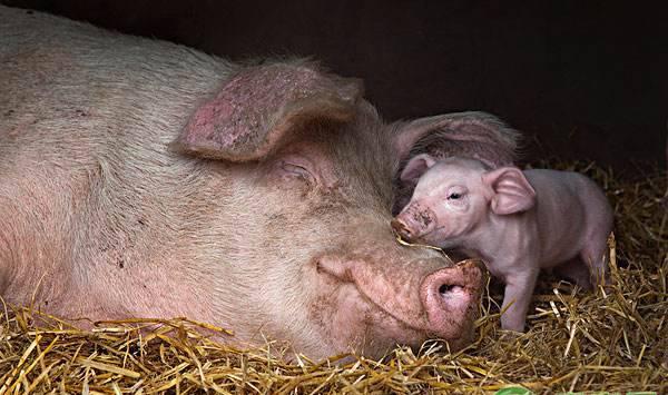 母猪产崽的助产方法及注意事项