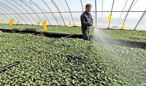 茄子浇水的方式及要点管理