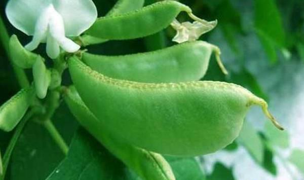 扁豆的种植技术及管理要点