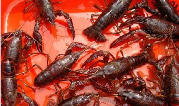 稻田小龙虾的夏季养殖管理要点