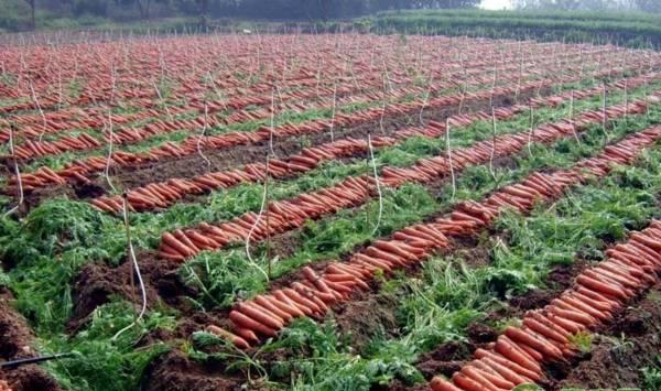 胡萝卜春种土壤要求、品种选择、种植密度及采收