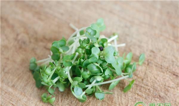种豆瓣菜需要什么环境条件？有几个品种？