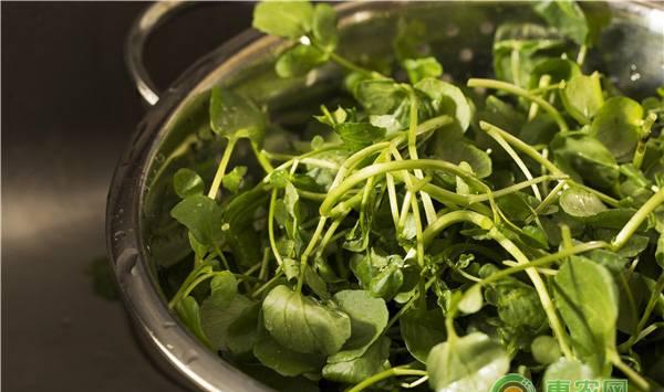 种豆瓣菜需要什么环境条件？有几个品种？