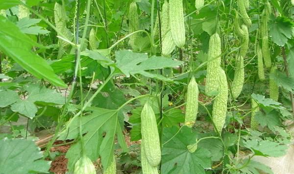 苦瓜旺棵不坐瓜的症状、原因及预防措施