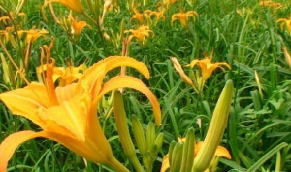 旱地可以种黄花菜吗？种植黄花菜技术要点