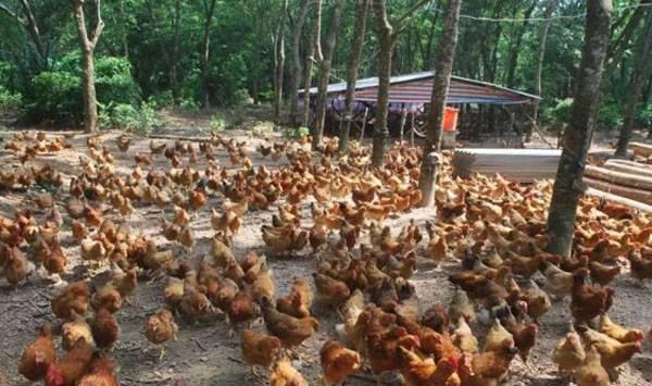 养鸡要想提高成活率，这几个措施不能少！