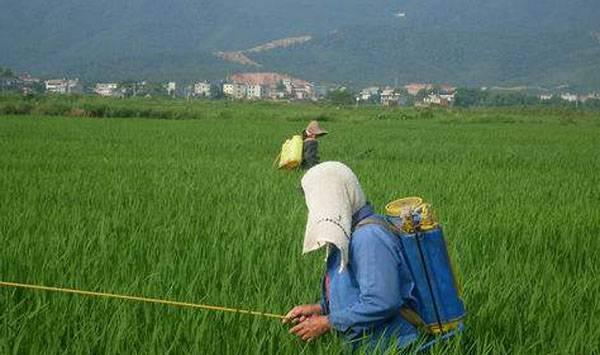 水稻除草剂混用