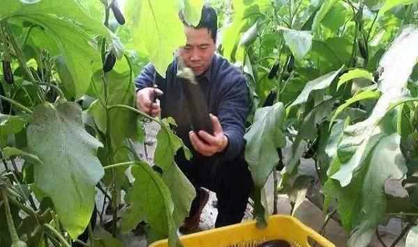 越夏茄子防止败秧的管理要点