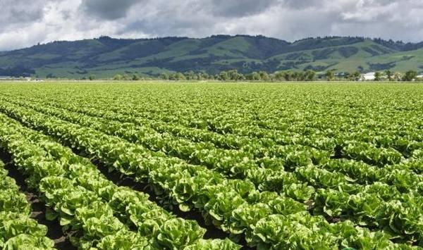 莴苣的种植技术要点