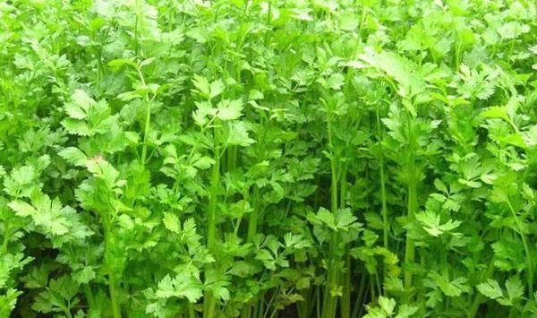 芹菜如何育苗？这几个步骤可以了解一下！