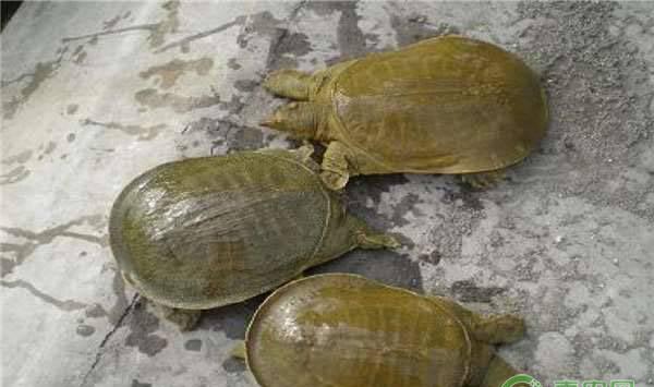 甲鱼的养殖条件及饲养管理