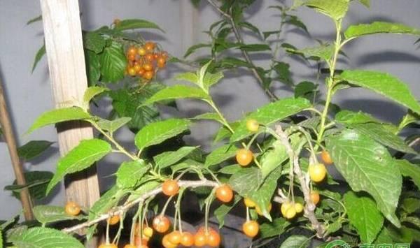 盆栽樱桃的种植与管理技术