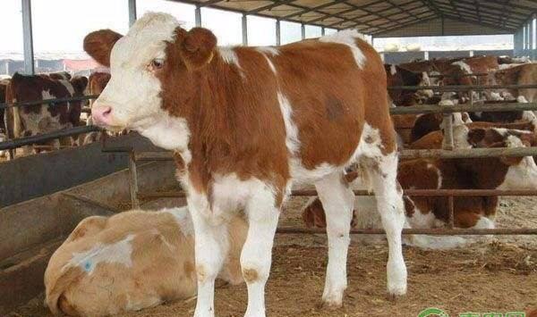 犊牛佝偻病的症状及预防治疗措施