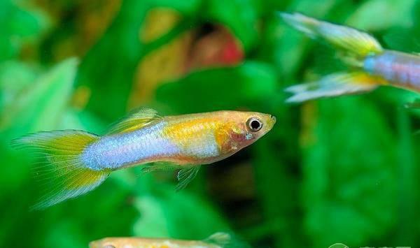 孔雀鱼的养殖技术及养护管理