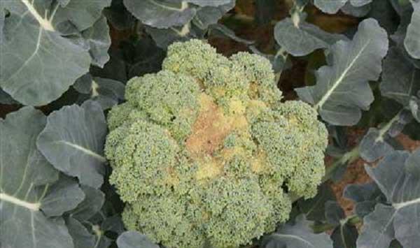 菜花什么时候育苗好？菜花育苗的技术要点介绍