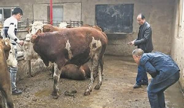 判断牛生病的技巧