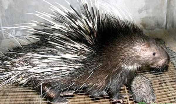 豪猪的养殖技术及管理要点