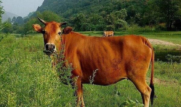 肉牛驱虫要点
