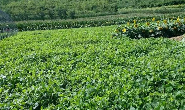 兵豆主要分布在哪些地区？兵豆高产种植技术
