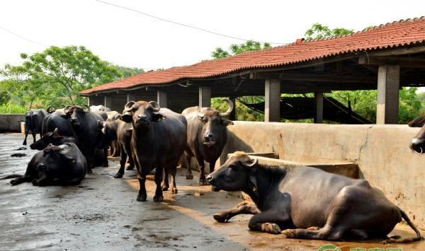养牛都会遇到的五大难题，新手一定要先了解！