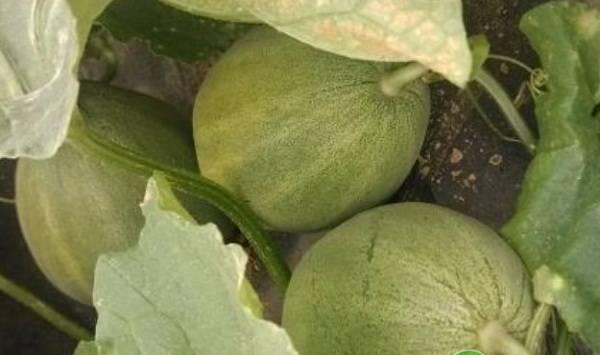 甜瓜栽培模式及种植环境要求