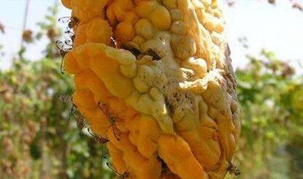 苦瓜瓜实蝇防治方法