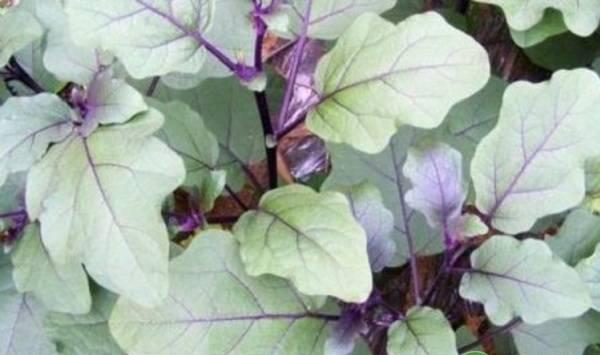 茄子发生弱棵的原因及其预防方法