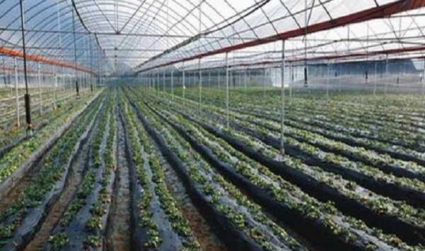 冬瓜种植高产技巧