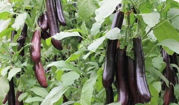家里种的茄子早衰是什么原因？有哪些应对措施？