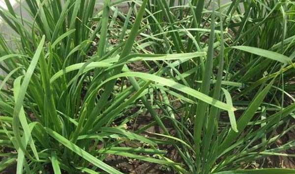 农村种的这两种蔬菜能治疗多种猪病，省下不少钱！养猪户看过来！