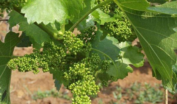 葡萄管理