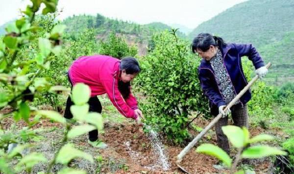 夏季茶树施肥相关事宜