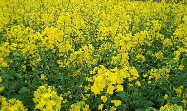 油菜缺硼的症状、判断方法及预防措施