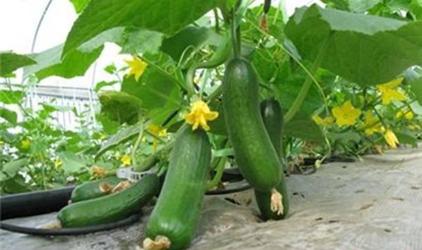 水果黄瓜越夏栽培技术要点