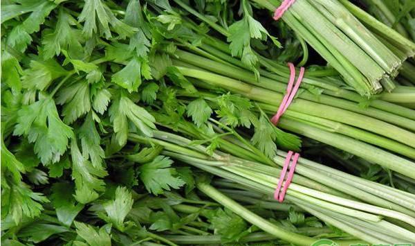 芹菜如何育苗？这几个步骤可以了解一下！
