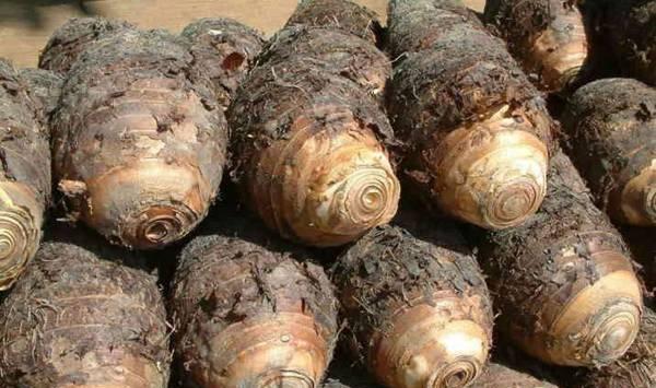 香芋的种植时间和种植方法