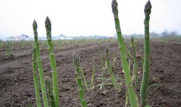 芦笋的高效种植技术及管理要点