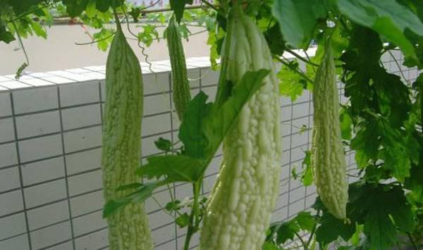 夏天可种蔬菜