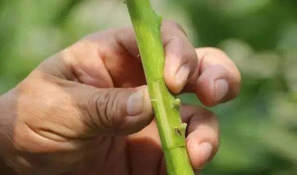夏季核桃接芽的方法