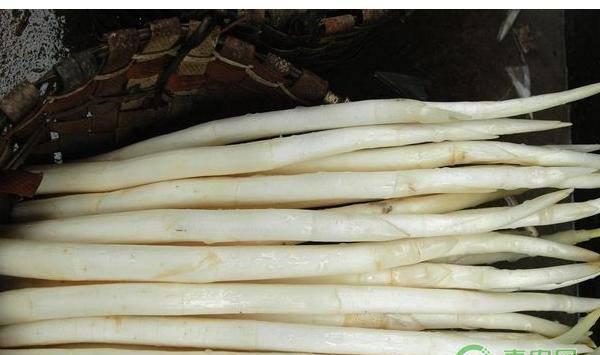 想要象牙菜种得好，掌握这些种植技术少不了！