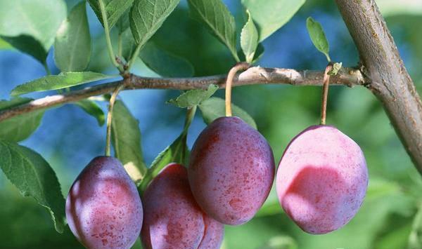 李子树嫁接繁殖的技术详解