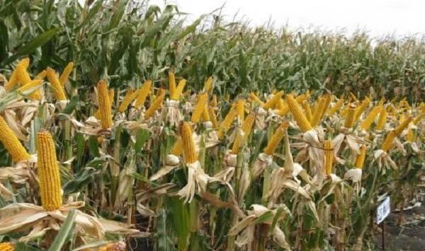 玉米控旺剂的施用时间