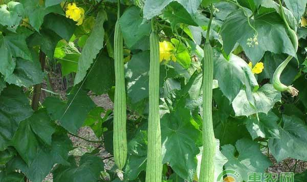 丝瓜光长藤不结瓜是什么原因？有哪些防治措施？