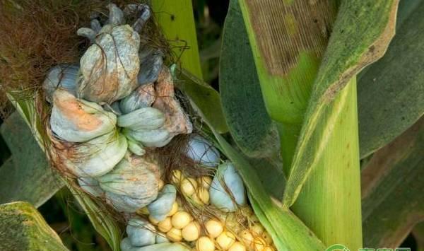玉米黑粉病的症状、发生规律及防治措施