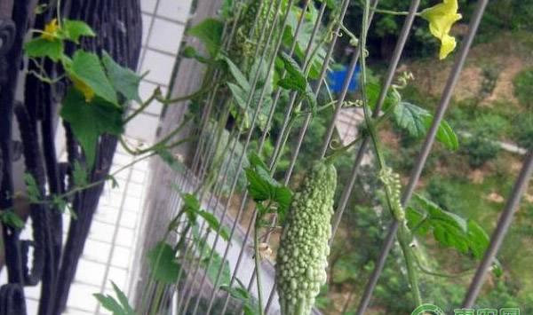 苦瓜旺棵不坐瓜的症状、原因及预防措施