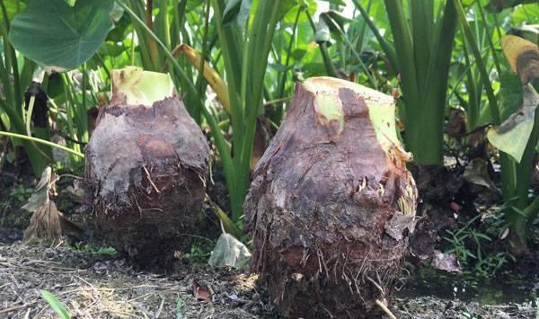 芋头不同生长阶段的管理要点