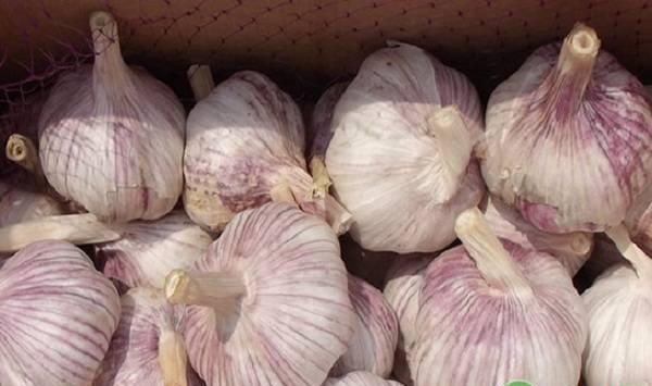大蒜高产种植要点和注意事项
